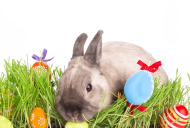 Paskalya tavşanı ve Paskalya yumurtaları yeşil çimenlerin üzerinde