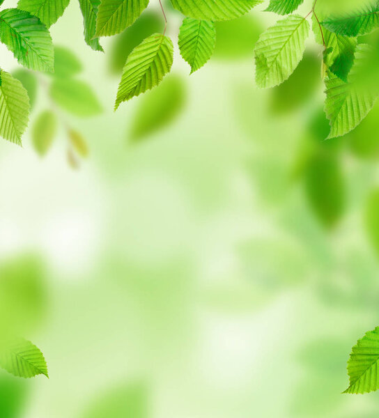 Background of green leaves, close-up.