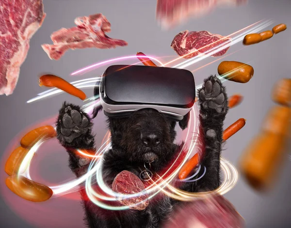 Chien noir plongé dans la réalité virtuelle — Photo