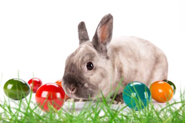 Paskalya tavşanı ve Paskalya yumurtaları yeşil çimenlerin üzerinde