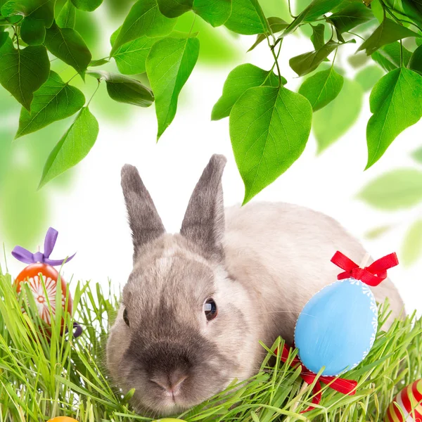 Easter bunny and Easter eggs on green grass — Stock Photo, Image