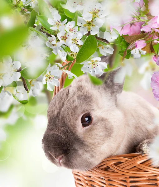 Пасхальный кролик и пасхальные яйца на зеленой траве — стоковое фото