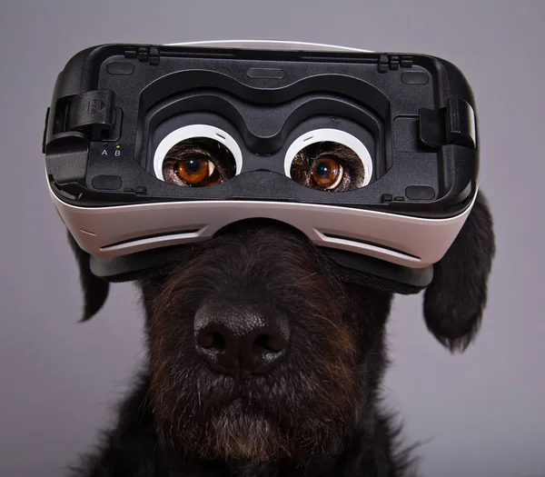 Чёрная собака погружена в виртуальную реальность — стоковое фото