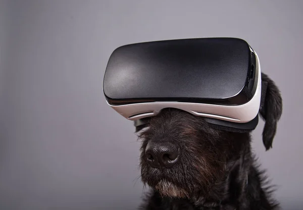 Perro negro inmerso en realidad virtual — Foto de Stock