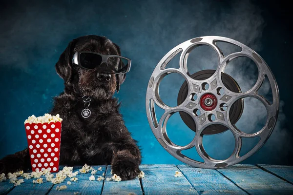 Black funny dog withRetro film production accessories.