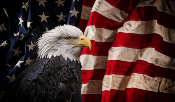 Amerikanska skallig örn med flagga. — Stockfoto