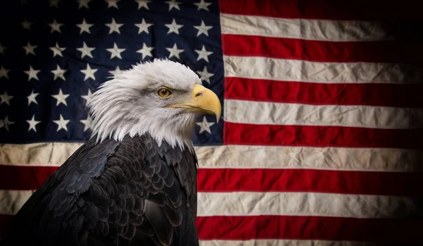 Bald American eagle z flagą. — Zdjęcie stockowe