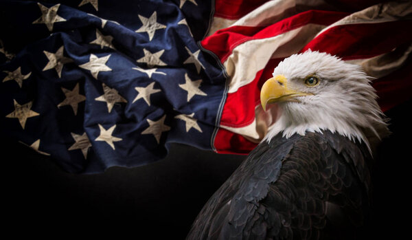 American Bald Eagle with Flag.