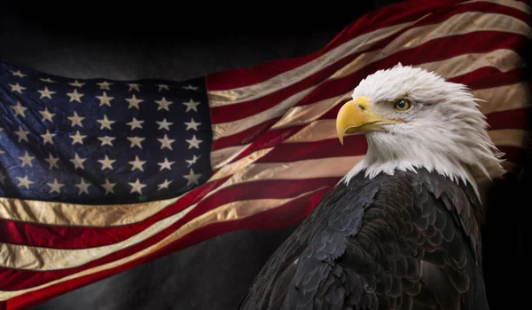 Bald American eagle z flagą. — Zdjęcie stockowe