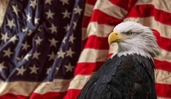 Pygargue à tête blanche américain avec drapeau . — Photo