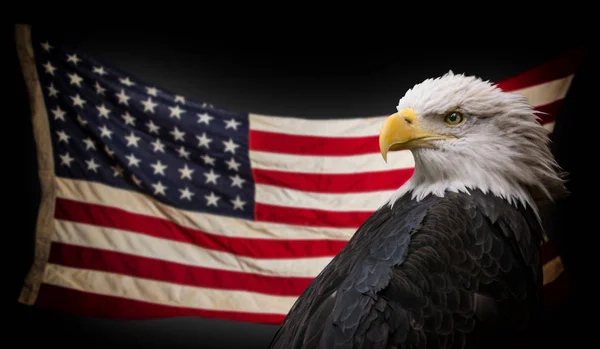 Bald American eagle z flagą. — Zdjęcie stockowe