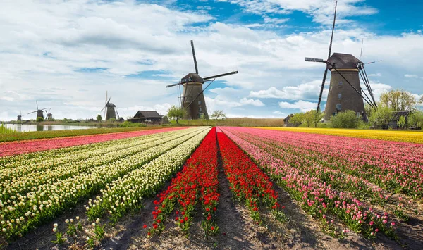 Яскраві тюльпани поле з голландської вітряні млини — стокове фото