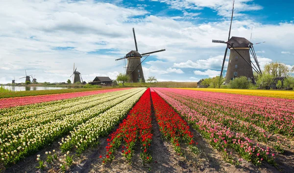 Lebendiges Tulpenfeld mit holländischen Windmühlen — Stockfoto