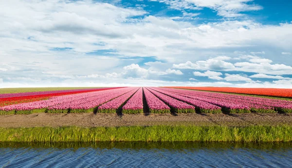 Champ de tulipes vibrantes avec ciel nuageux . — Photo