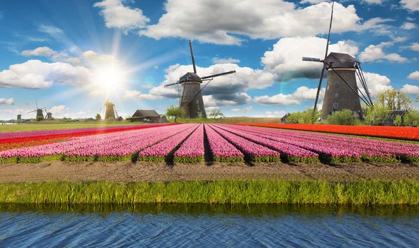 Lebendiges Tulpenfeld mit holländischen Windmühlen — Stockfoto