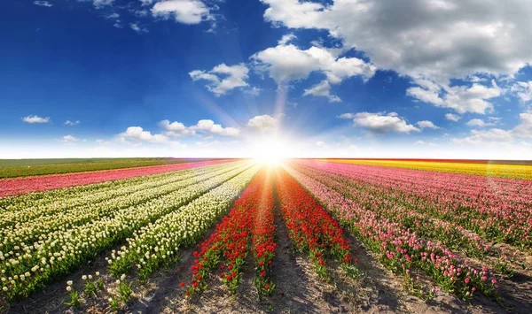 Pulzující tulipány pole s oblohou. — Stock fotografie