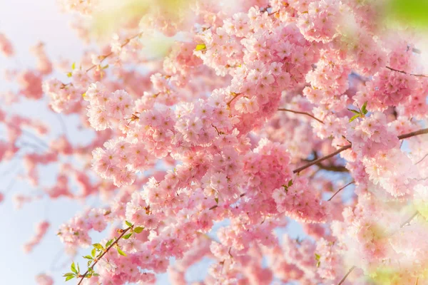 Spring border background with pink blossom — Stok Foto