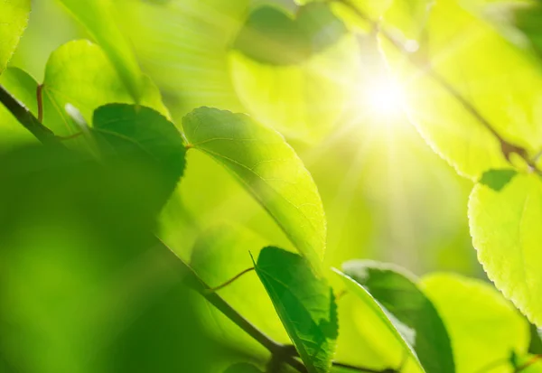 Gröna blad bakgrund, sommaren eller våren säsongen — Stockfoto