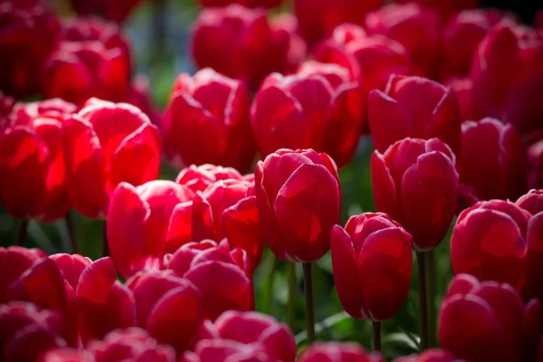 Красивый вид на цветные тюльпаны . — стоковое фото