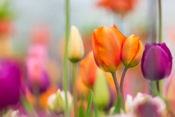 Beautiful view of colored tulips. — Stock Photo, Image