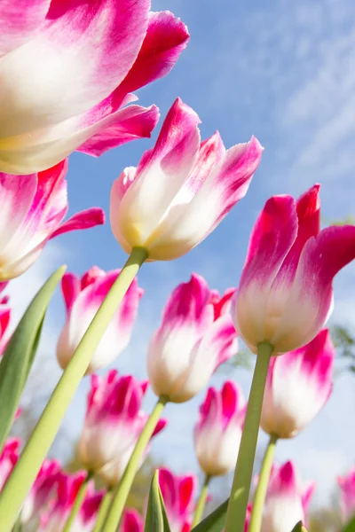 Bela vista de tulipas coloridas . — Fotografia de Stock