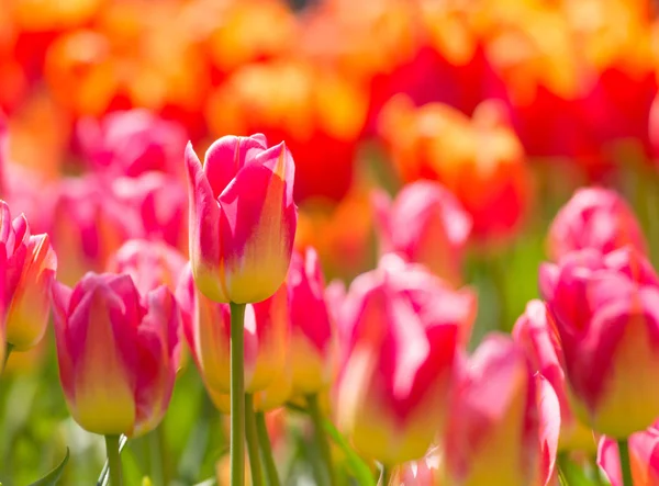 Hermosa vista de tulipanes de colores . — Foto de Stock