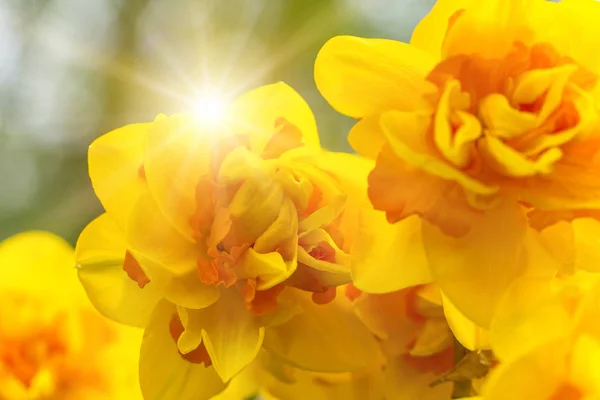 Beautiful view of colored tulips. — Stock Photo, Image