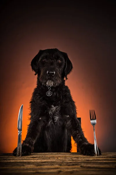 Hungry cão rafeiro preto com garfo e faca pronto para jantar ou almoço . — Fotografia de Stock