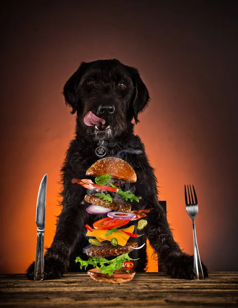 Cão preto pronto para comer grande hambúrguer saboroso com ingredientes voadores . — Fotografia de Stock