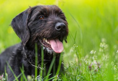 Komik surat ile sevimli siyah köpek köpek.