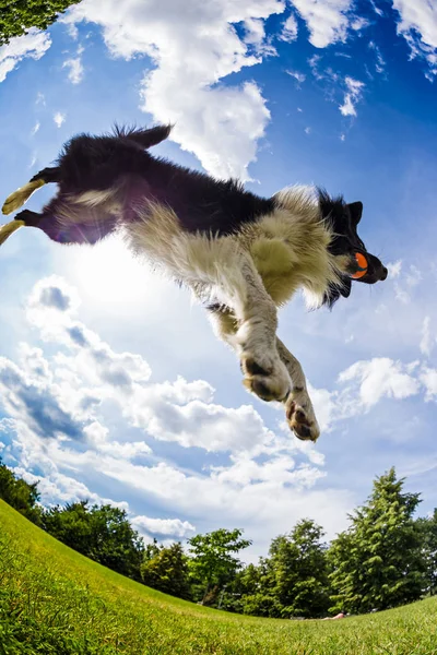Border Collie jumping for the ball. — Stock Photo, Image