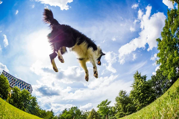 Grensen Collie hopper for ballen . – stockfoto