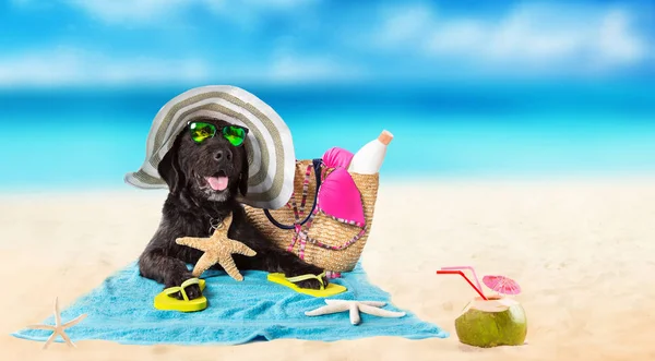 Zabawny czarny pies na plaży. — Zdjęcie stockowe
