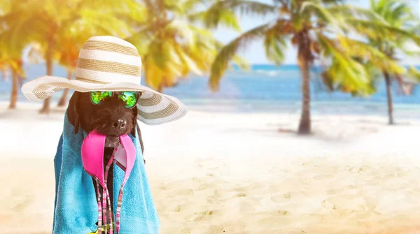 Zabawny czarny pies na plaży. — Zdjęcie stockowe