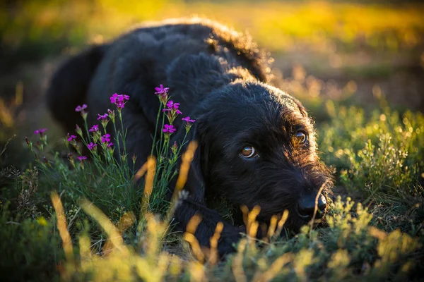 Sevimli siyah köpek köpek bahar çayır üzerinde. — Stok fotoğraf