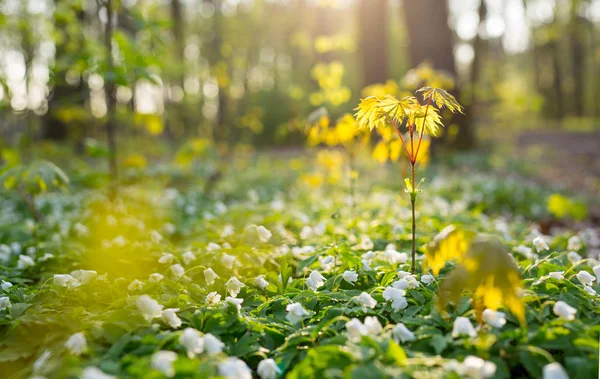 Frumoase flori de lemn anemone în pădure . — Fotografie, imagine de stoc