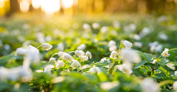 Hermosas flores de madera anémona en el bosque . — Foto de Stock