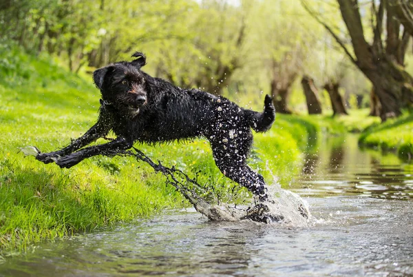 Black mutt dog jumping across stream. — Stock Photo, Image