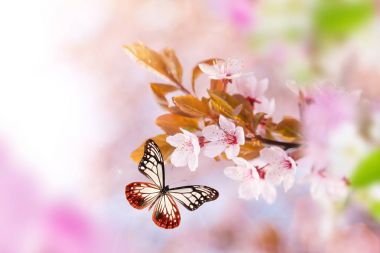 Bahar çiçekleri ile egzotik kelebek.