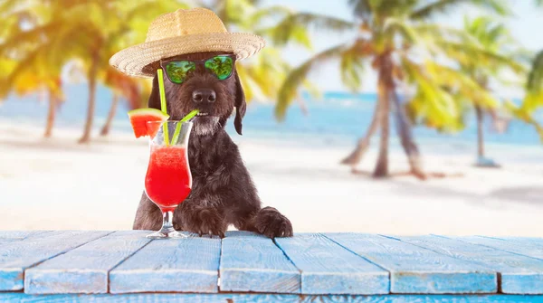 Black mutt dog posing with colorful cocktail. — Stock Photo, Image