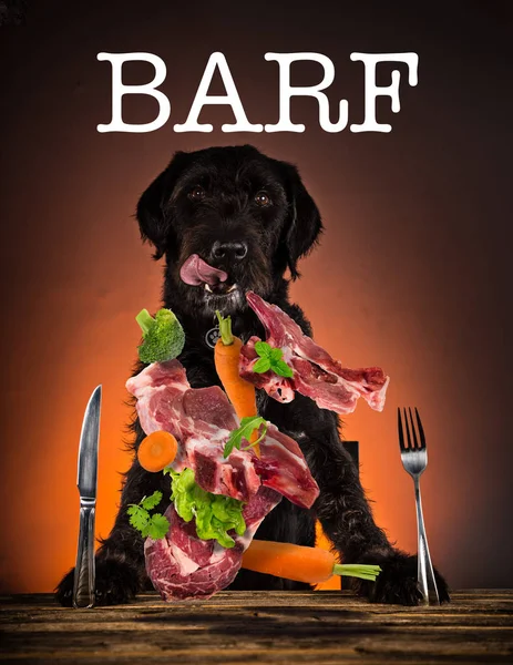Głodny mutt czarny pies z widelcem i nożem gotów zjeść kolację lub lunch. — Zdjęcie stockowe