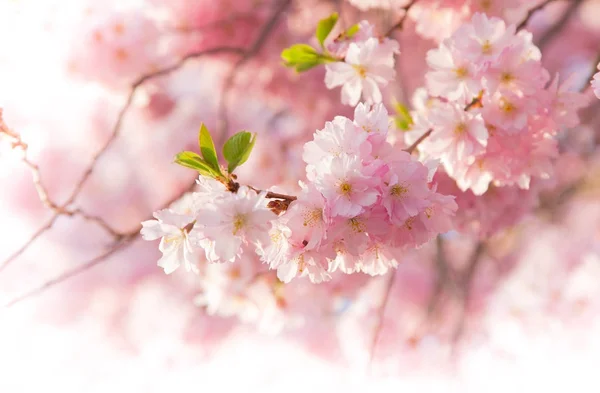 Spring border background with pink blossom — Stock Photo, Image