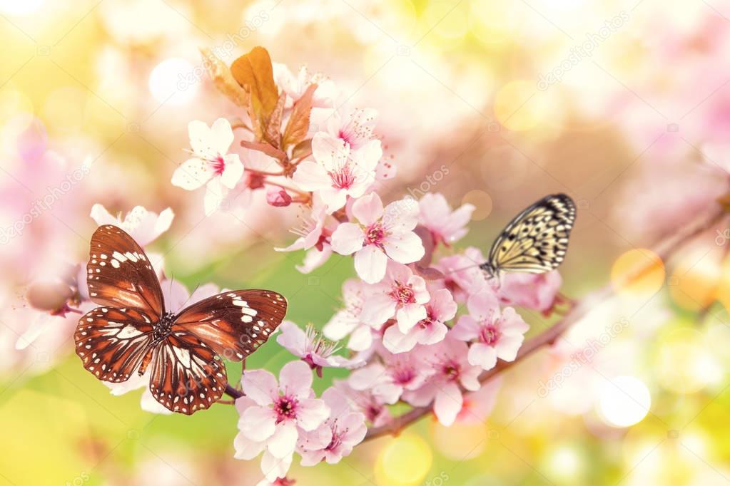 Spring blossoms with exotic butterfly.