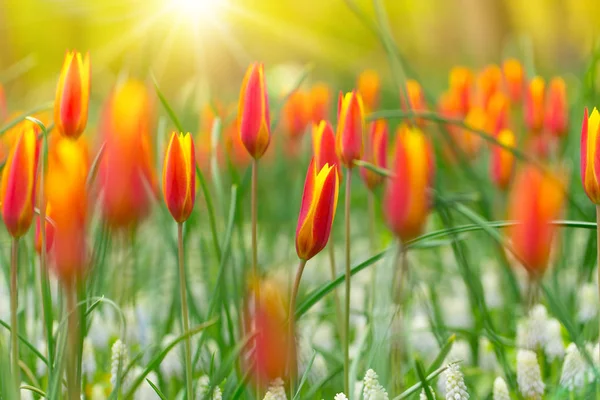 Prachtig uitzicht over gekleurde tulpen. — Stockfoto