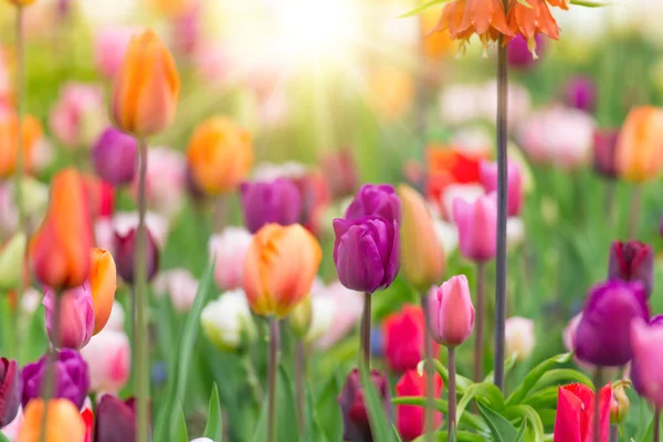 Krásný výhled na barevné tulipány. — Stock fotografie