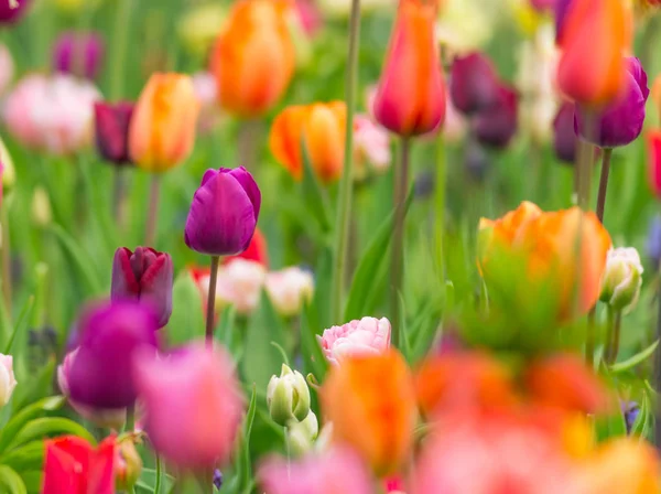 Beautiful view of colored tulips. — Stock Photo, Image