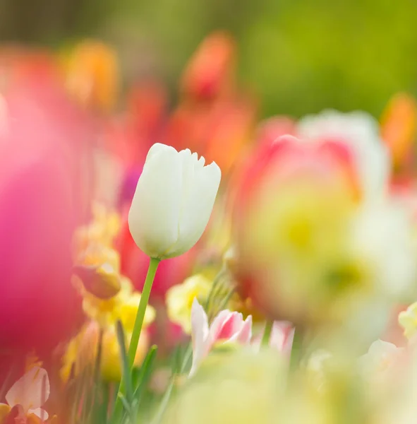 Bela vista de tulipas coloridas . — Fotografia de Stock