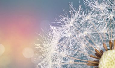 Mavi doğal zemin üzerine karahindiba tohumların yakın çekim