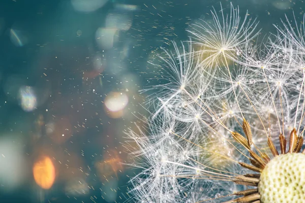 Nahaufnahme von Löwenzahnsamen auf blauem natürlichen Hintergrund — Stockfoto