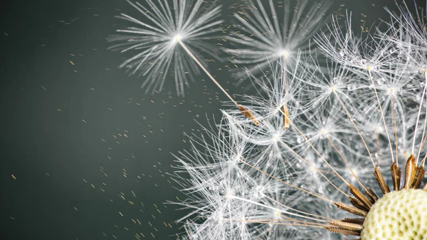 Close-up of dandelion seeds on blue natural background — Stok Foto